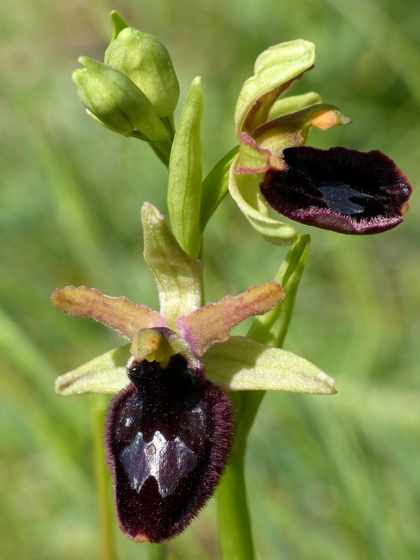 Prima fioritura di orchidee a Palena nel Parco Nazionale della Majella - maggio 2022.